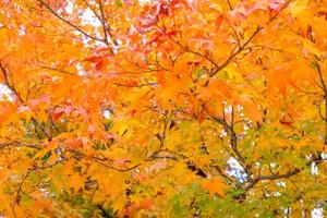 herfst esdoorn bladeren in de natuurlijke omgeving, bomen van geeloranje natuur achtergrond, selectieve aandacht foto