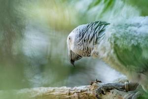 baby afrikaanse grijze papegaai met rode staart hangen aan de tak in het bos foto