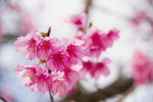 mooie sakura-bloesemboom in heuvelachtig gebied chiangmai thailand foto