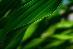groen close-up natuur groot blad in een ontspannen sfeer en toon met vloeiende curve en lijn op de rand van het blad. foto