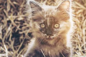 ondeugend bruin katje met hooiachtergrond foto