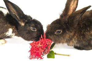 konijnen die rode ixorabloem op witte achtergrond eten foto