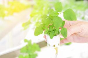 warme toonkleur van kleine groene spinazie hydrocultuur groenten in dameshand foto