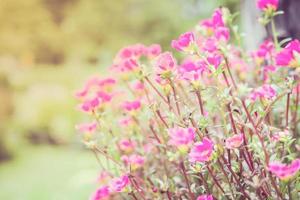 warme toonkleur van roze portulaca of mosroos of zonneplant of zonneroostuin foto