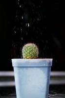 geef de kleine cactus die op een werkbank met glazen vloer is geplant water om hem gehydrateerd te houden bij het werken met licht en schaduw wanneer de vloer nat is met een reflectie. foto