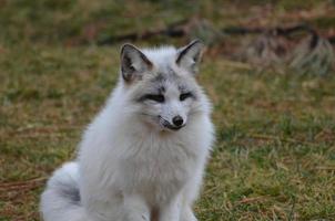 mooi gezicht van een snelle vos foto