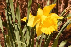 prachtige gele narcis die bloeit en bloeit in het vroege voorjaar foto