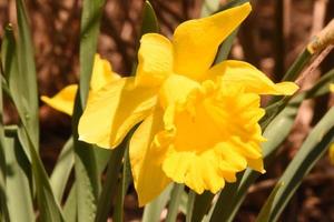 close-up kijken naar een bloeiende gele narcis foto