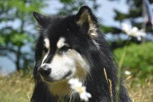 recht in het gezicht van een husky hond kijken foto