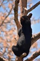jonge zwarte berenwelp die een boomstam beklimt foto