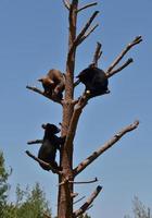 schattig drietal berenwelpen in een boom foto