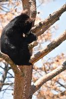 juveniele zwarte berenwelp knuffelt een boomstam foto