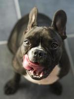 Franse bulldog die lippen likt foto