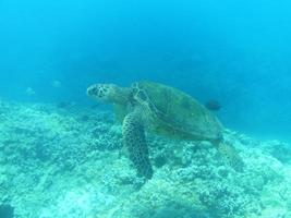 zeeschildpad in de diepblauwe zee foto