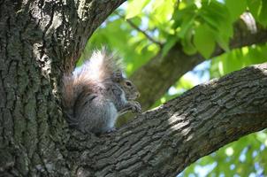 eekhoorn in de holte van een boom die een noot eet foto
