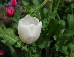 prachtige bloeiende witte tulp in een lentetuin foto