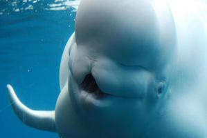 witte beluga walvis met zijn mond open foto