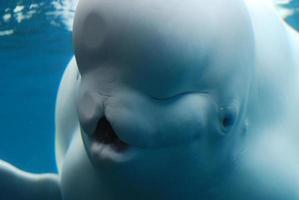 mond van een beluga walvis wijd open onder water foto