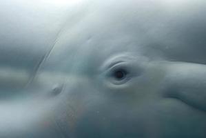 een blik op het wijd open oog van een witte walvis foto