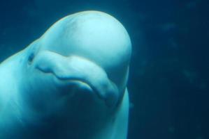 schattig lachend gezicht van een witte walvis onder water foto