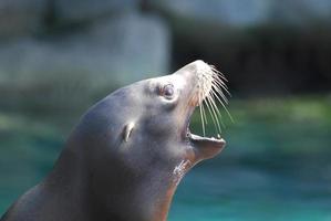 zijaanzicht van een zeeleeuw met zijn mond open foto