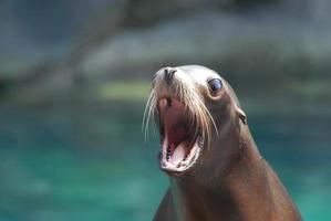 schattige zeeleeuw met zijn mond wijd foto