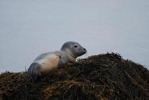 zeehond pup rondkijken foto