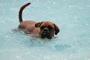 bordeaux mastiff zwemmen foto