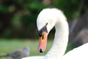 geweldige witte zwaan met gebogen nek foto