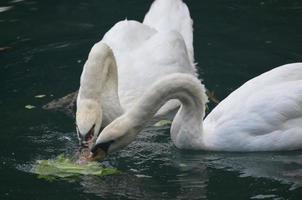 paar zwanen die vegetatie eten in een vijver foto