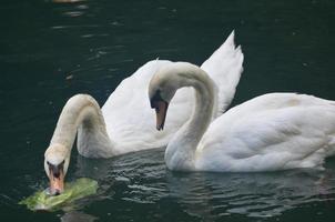 paar zwanen die groene vegetatie eten in een vijver foto