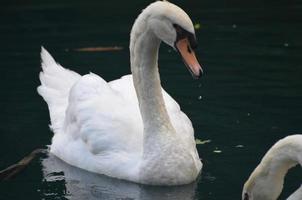 water druipt van de snavel van een zwemmende witte zwaan foto