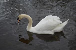 water druipt van de snavel van een witte zwaan foto