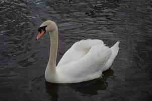 prachtige zwaan die in het water van een vijver zwemt foto