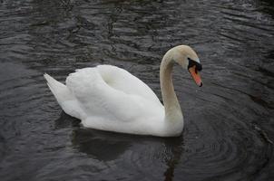 water druppelt uit de snavel van een witte zwaan foto