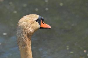 modderige witte zwaan die in een ondiepe vijver staat foto