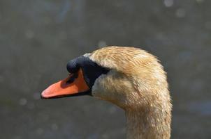 modder op de veren van een witte zwaan in de lente foto