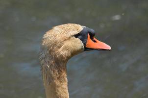 vuile witte zwaan met modder op zijn veren foto