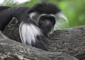 pluizige harige colobus aap van dichtbij en persoonlijk foto