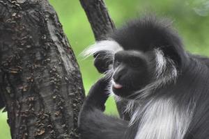 schattige roze tong die uitsteekt op een colobus-aap foto