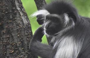 expressieve colobus-aap die in een boom hangt foto