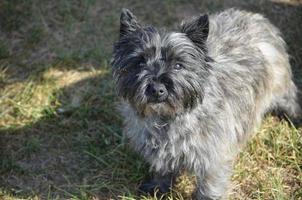 schattige cairn terrier hond foto