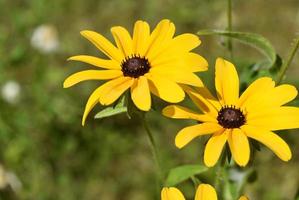 zeer mooie bloeiende rudbeckia bloemen met geel en bruin foto