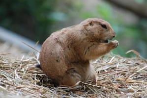 schattige prairiehond met zwarte staart met zijn mond open foto