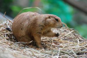 prairiehond met zwarte staart die kruimels eet foto