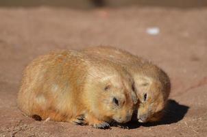 schattig paar prairiehonden die samen knuffelen foto