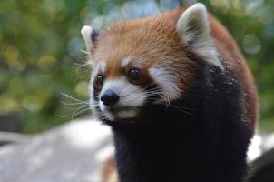 prachtig gezicht van een kleine panda foto