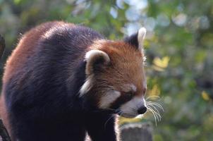 rode pandabeer met een masker over zijn gezicht foto