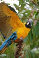 blauw-gouden ara met uitgestrekte vleugels foto