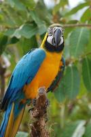 neotropische papegaai in de tropen foto